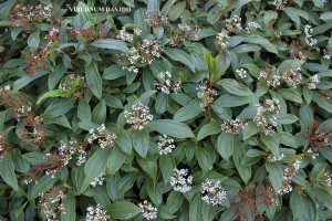 Viburnum davidii - blooming